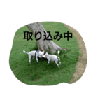 wanwanparadise2（個別スタンプ：5）