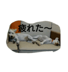 wanwanparadise2（個別スタンプ：8）