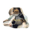 ニャイドル  こはく（個別スタンプ：4）
