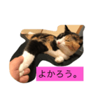 ニャイドル  こはく（個別スタンプ：5）