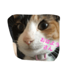 ニャイドル  こはく（個別スタンプ：7）