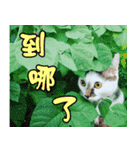caramel ＆ uno（個別スタンプ：21）