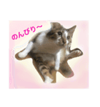 ソラという猫の生活です。（個別スタンプ：1）