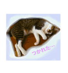 ソラという猫の生活です。（個別スタンプ：2）