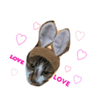 ソラという猫の生活です。（個別スタンプ：3）