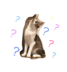 ソラという猫の生活です。（個別スタンプ：4）