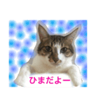 ソラという猫の生活です。（個別スタンプ：5）