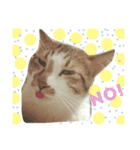 ソラという猫の生活です。（個別スタンプ：7）