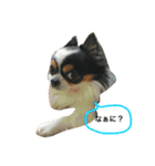 Keoくんの一言（チワワ）（個別スタンプ：1）