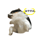 Keoくんの一言（チワワ）（個別スタンプ：3）