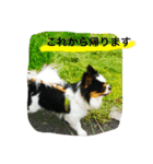 Keoくんの一言（チワワ）（個別スタンプ：10）