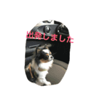 Keoくんの一言（チワワ）（個別スタンプ：12）