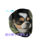 Keoくんの一言（チワワ）（個別スタンプ：13）