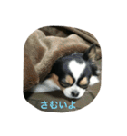 Keoくんの一言（チワワ）（個別スタンプ：14）
