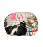 Keoくんの一言（チワワ）（個別スタンプ：15）