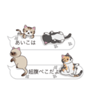 【あいこ】猫だらけの吹き出し（個別スタンプ：16）