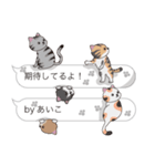 【あいこ】猫だらけの吹き出し（個別スタンプ：30）