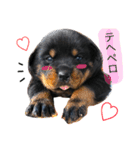 愛犬♡ロットワイラー（個別スタンプ：1）