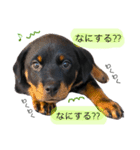 愛犬♡ロットワイラー（個別スタンプ：3）