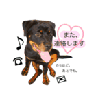 愛犬♡ロットワイラー（個別スタンプ：4）