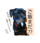 愛犬♡ロットワイラー（個別スタンプ：5）