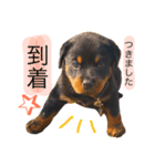 愛犬♡ロットワイラー（個別スタンプ：6）