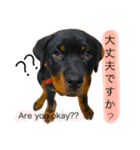 愛犬♡ロットワイラー（個別スタンプ：8）