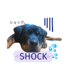 愛犬♡ロットワイラー（個別スタンプ：9）