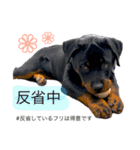 愛犬♡ロットワイラー（個別スタンプ：10）