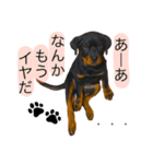 愛犬♡ロットワイラー（個別スタンプ：11）