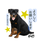 愛犬♡ロットワイラー（個別スタンプ：12）