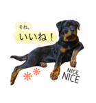 愛犬♡ロットワイラー（個別スタンプ：13）