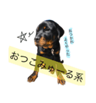 愛犬♡ロットワイラー（個別スタンプ：15）