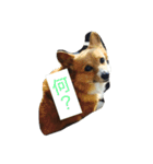 shoji mary（個別スタンプ：1）