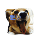 shoji mary（個別スタンプ：3）