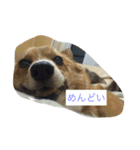 shoji mary（個別スタンプ：4）