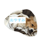 shoji mary（個別スタンプ：5）