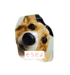 shoji mary（個別スタンプ：8）