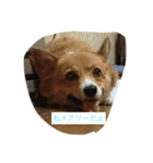 shoji mary（個別スタンプ：9）