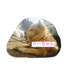 shoji mary（個別スタンプ：10）
