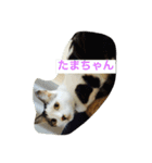 shoji mary（個別スタンプ：13）