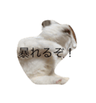 ぶーにゃん②（個別スタンプ：7）