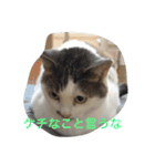 ぶーにゃん②（個別スタンプ：9）