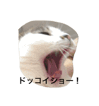 ぶーにゃん②（個別スタンプ：10）