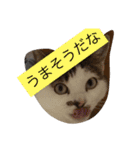 ぶーにゃん②（個別スタンプ：14）