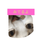 ぶーにゃん②（個別スタンプ：15）