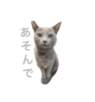 teco2（個別スタンプ：15）