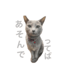 teco2（個別スタンプ：16）