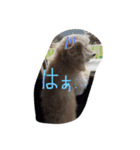 maru's   life3（個別スタンプ：1）
