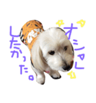 maru's   life3（個別スタンプ：2）